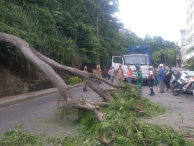 Niterói: Queda de árvore interdita rua e dá nó no trânsito