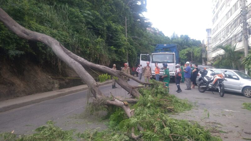 Niterói: Queda de árvore interdita rua e dá nó no trânsito