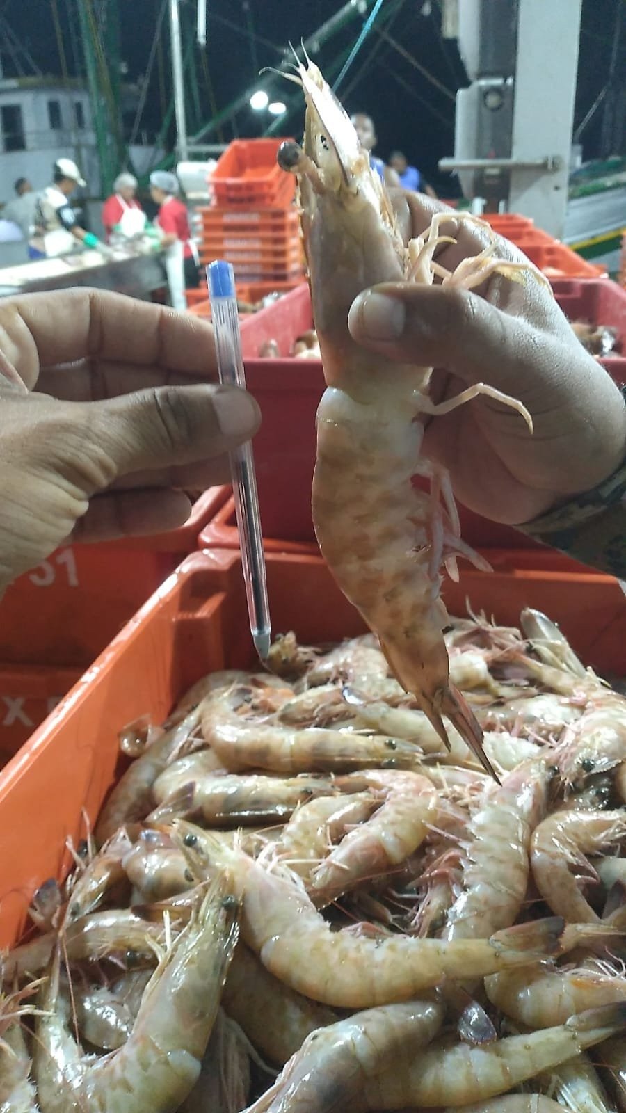 PM apreende camarões ilegais em São Gonçalo
