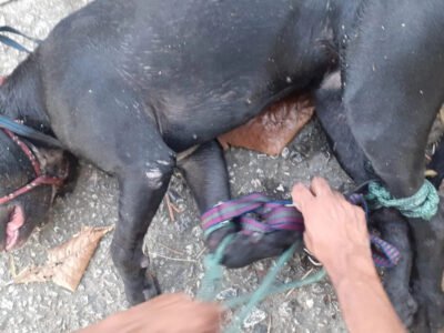 Bangu: Cachorro pitbull é arremessado em valão