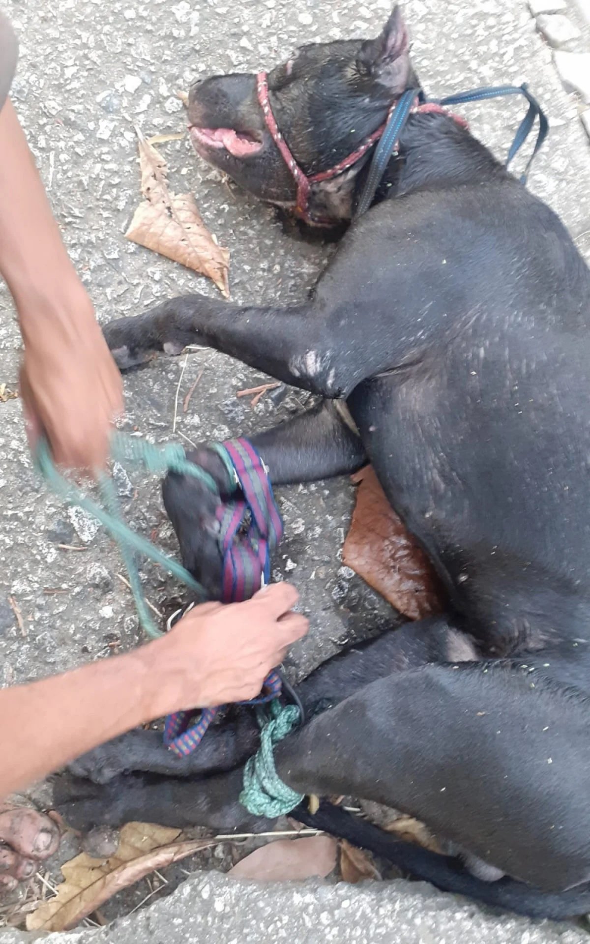 Bangu: Cachorro pitbull é arremessado em valão