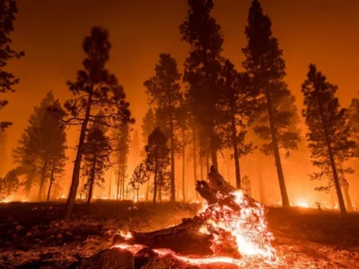 Brasil bate recorde de incêndios florestais em 2024