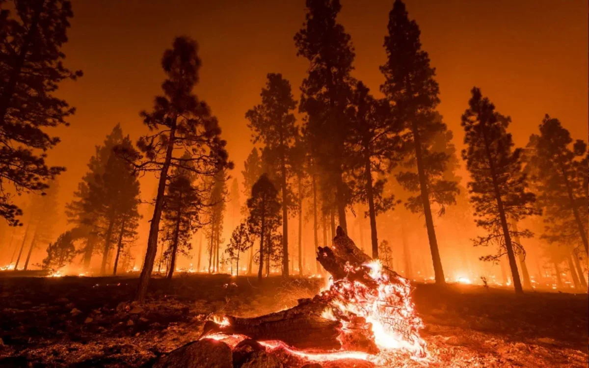 Brasil bate recorde de incêndios florestais em 2024
