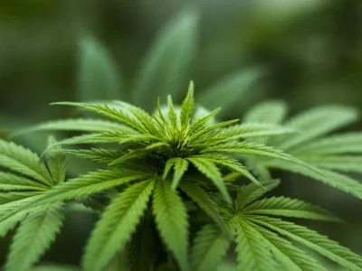 Cannabis medicinal: Anvisa defende manutenção do marco regulatório