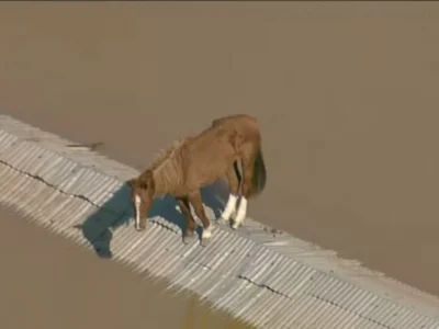 Cavalo fica preso em telhado após enchentes no RS