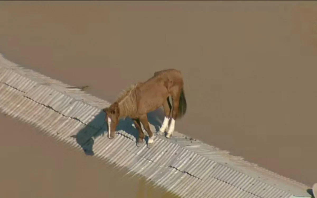 Cavalo fica preso em telhado após enchentes no RS