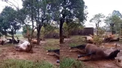 Cavalos morrem amarrados em inundações no RS - Vídeo