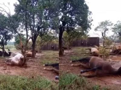 Cavalos morrem amarrados em inundações no RS - Vídeo