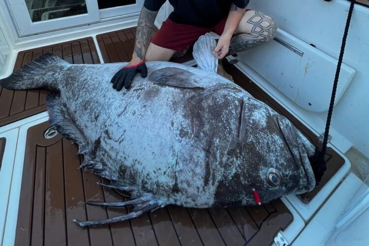 Em Bertigoga, litoral paulista, um pescador fisgou este cherne de 180kg, semelhante ao peixe gigante encontrado em praia de Niterói | Reprodução