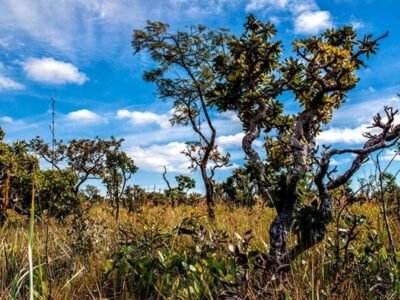 Desmatamento no Cerrado supera Amazônia pela primeira vez