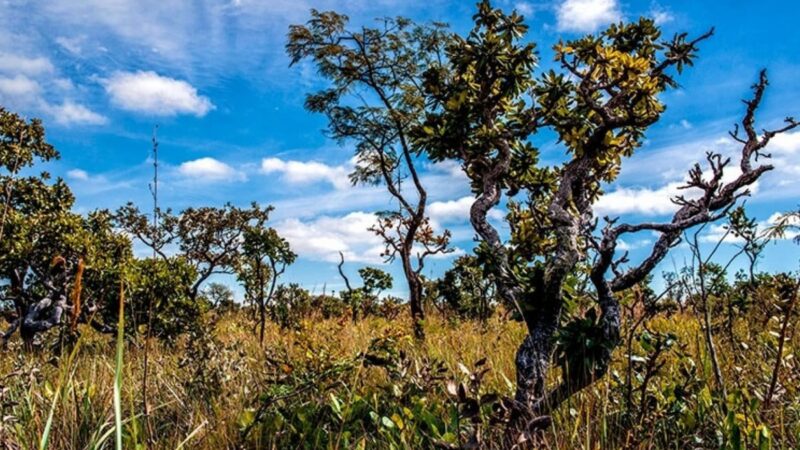Desmatamento no Cerrado supera Amazônia pela primeira vez