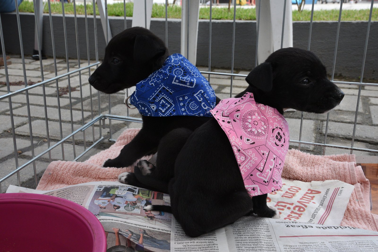 Maricá: Cecop promove feira de adoção de cães e gatos