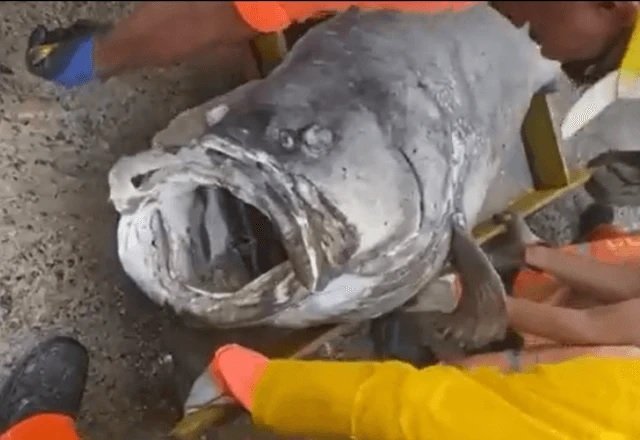 Peixe gigante é encontrado em praia de Niterói - VÍDEO