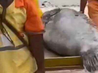 Peixe gigante encontrado morto em praia de Niterói