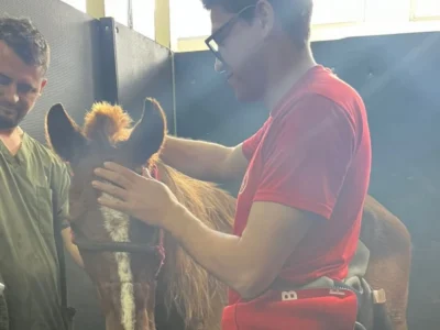 RS: Cavalo Caramelo resgatado passa bem após cinco dias ilhado - Vídeo