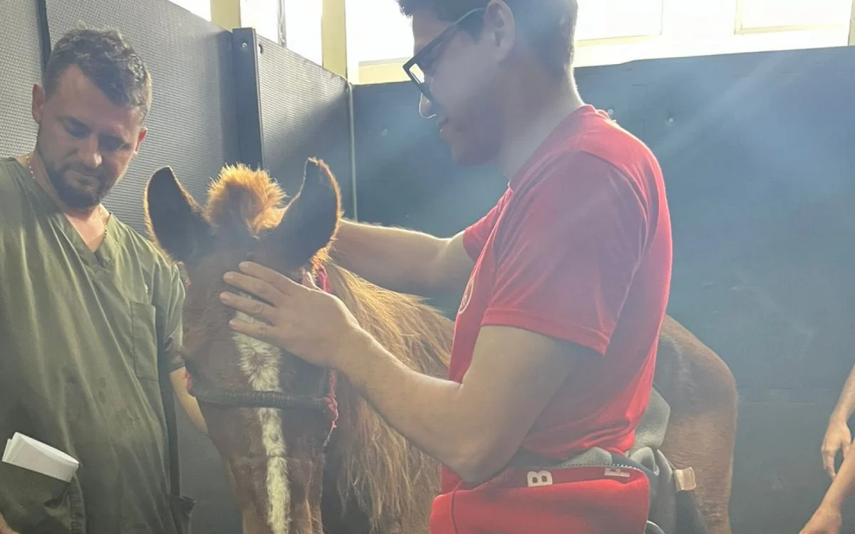 RS: Cavalo Caramelo resgatado passa bem após cinco dias ilhado - Vídeo