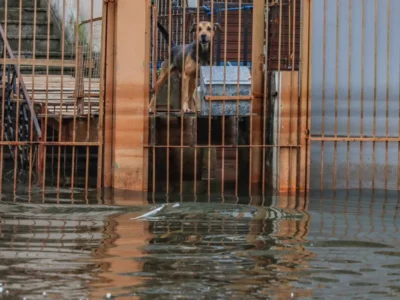 Esperança para animais resgatados: RS firma parceria com ONG