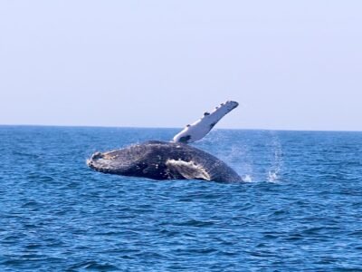 Baleias Jubarte dão espetáculo marítimo na Região Oceânica de Niterói | Luciana Carneiro/Divulgação/Prefeitura de Niterói