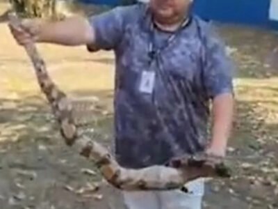 Cobra assusta moradores no Campo dos Afonsos