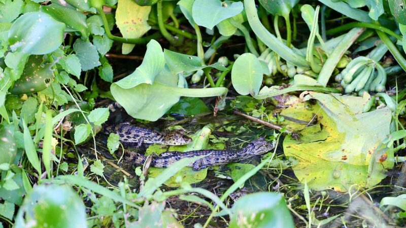 Guarda ambiental encontra 13 filhotes de Jacaré em Piratininga