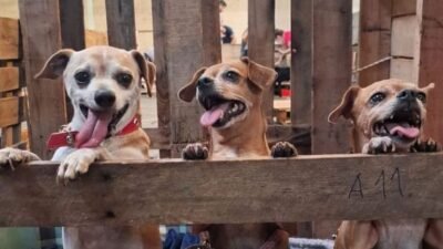 RS lança projeto irracional com gorjeta para adoção animal
