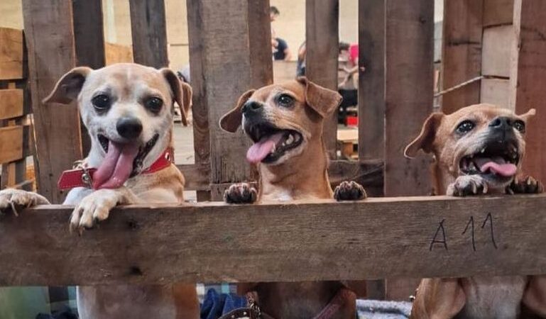 RS lança projeto irracional com gorjeta para adoção animal