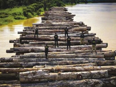 Madeira apreendida na Amazônia: Reflorestando a floresta