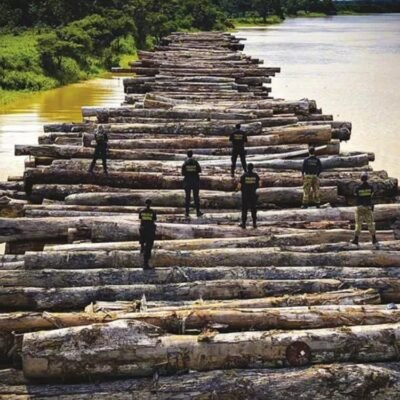 Madeira apreendida na Amazônia: Reflorestando a floresta
