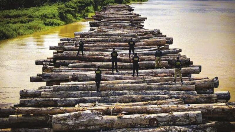 Madeira apreendida na Amazônia: Reflorestando a floresta