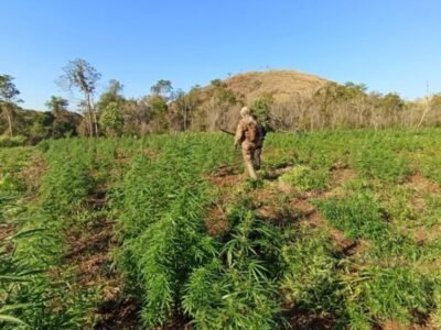 PF erradica 255 hectares de maconha na fronteira com Paraguai