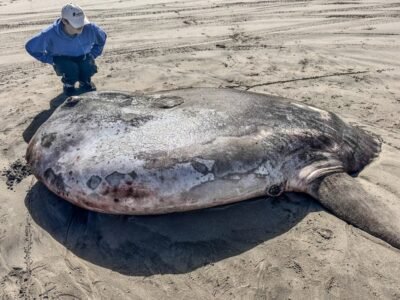 Peixe raro de 2 metros é encontrado em praia dos EUA