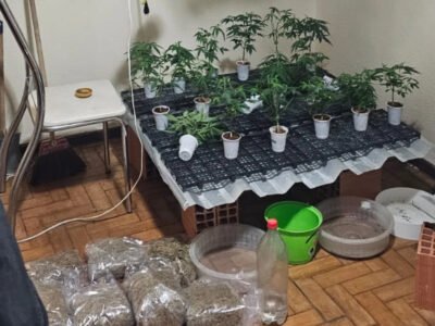 Polícia prende três e apreende plantação de maconha - Vídeo