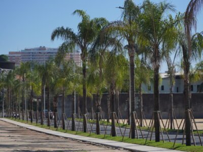São Gonçalo mais verde: Replantio de palmeiras em duas áreas