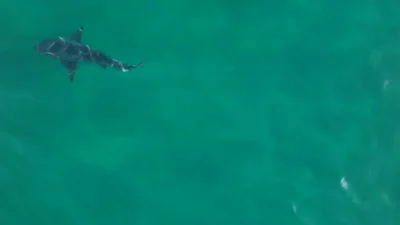 60 tubarões galha-preta são flagrados em Ilha Grande - Vídeo