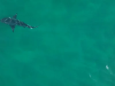 60 tubarões galha-preta são flagrados em Ilha Grande - Vídeo