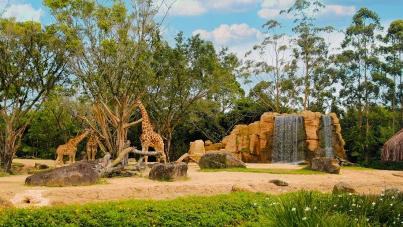 Beto Carrero desativa Zoológico: Destino dos animais é misterioso