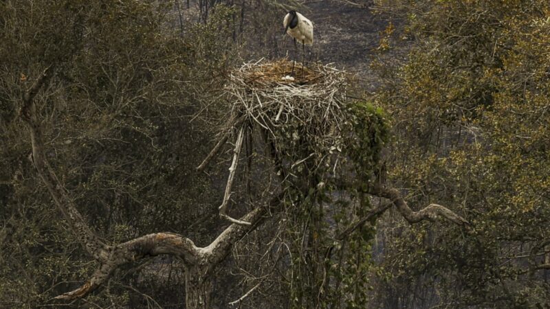 Biólogos lutam para salvar fauna do Pantanal em meio a incêndios