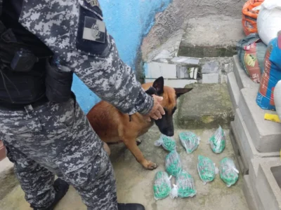 Cão farejador ajuda a PM em encontrar estufa de maconha