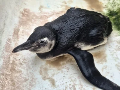 Pinguim é resgatado em Niterói - Vídeo