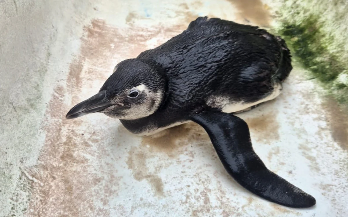 Pinguim é resgatado em Niterói - Vídeo