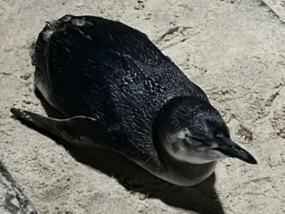 Pinguim perdido é resgatado na praia do Leblon - Vídeo