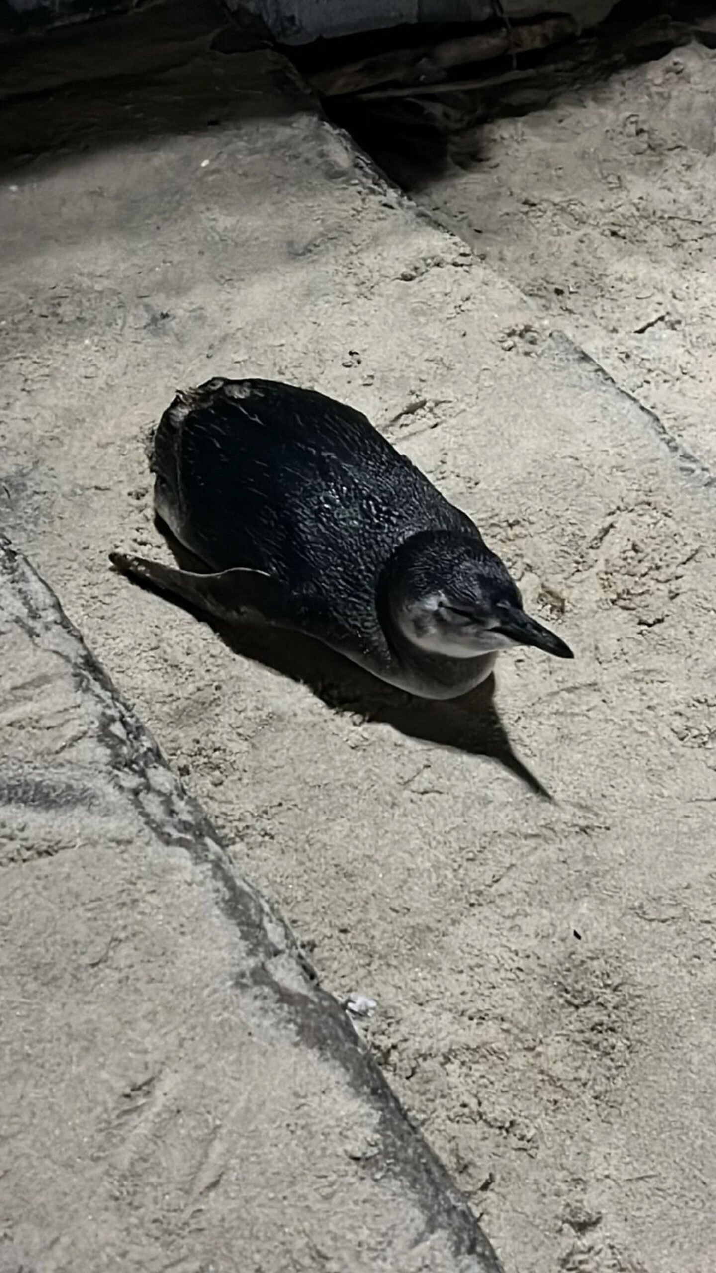 Pinguim perdido é resgatado na praia do Leblon - Vídeo