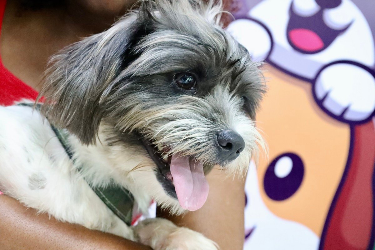 Ação Animal chega em Niterói neste sábado