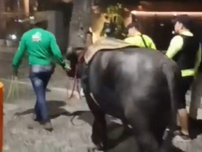 Homem leva búfalo para dar um mergulho em Copacabana - Vídeo