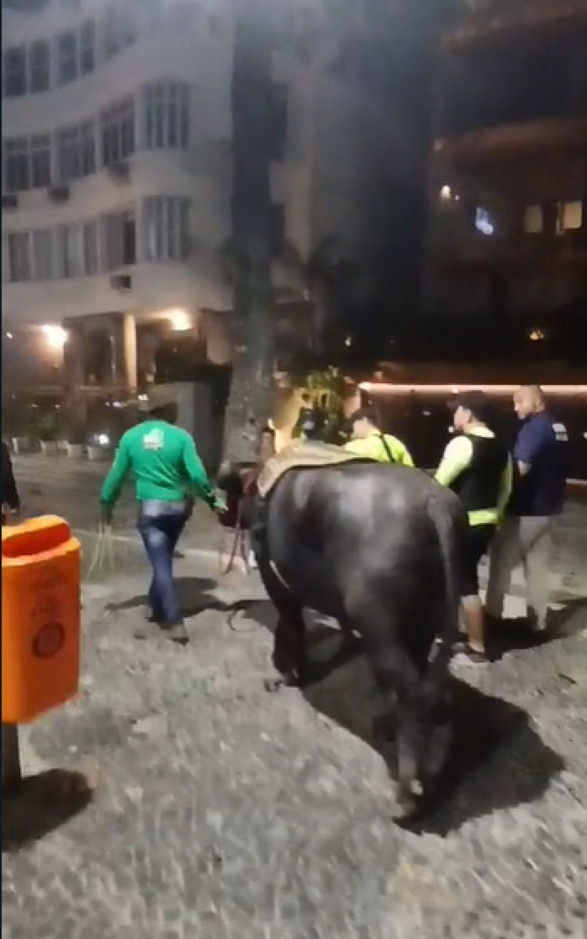 Homem leva búfalo para dar um mergulho em Copacabana - Vídeo