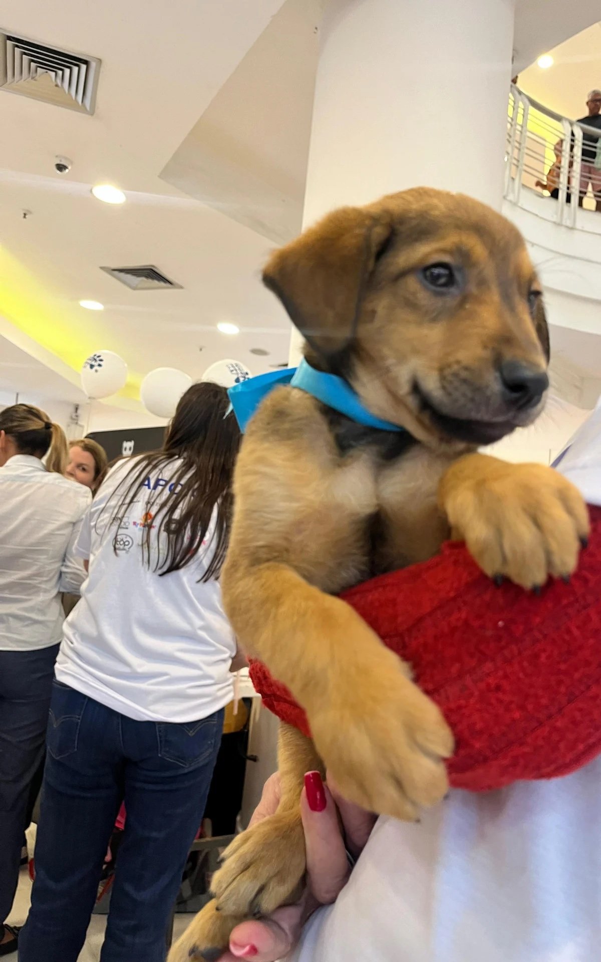 Niterói: Feira de Adoção de Pets agita a Região Oceânica