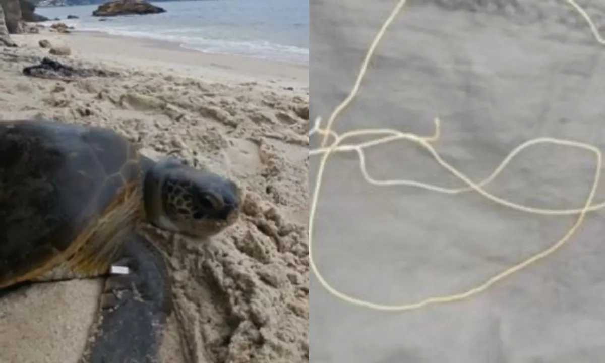 Niterói: Tartaruga é resgatada com linha de pesca presa - Vídeo