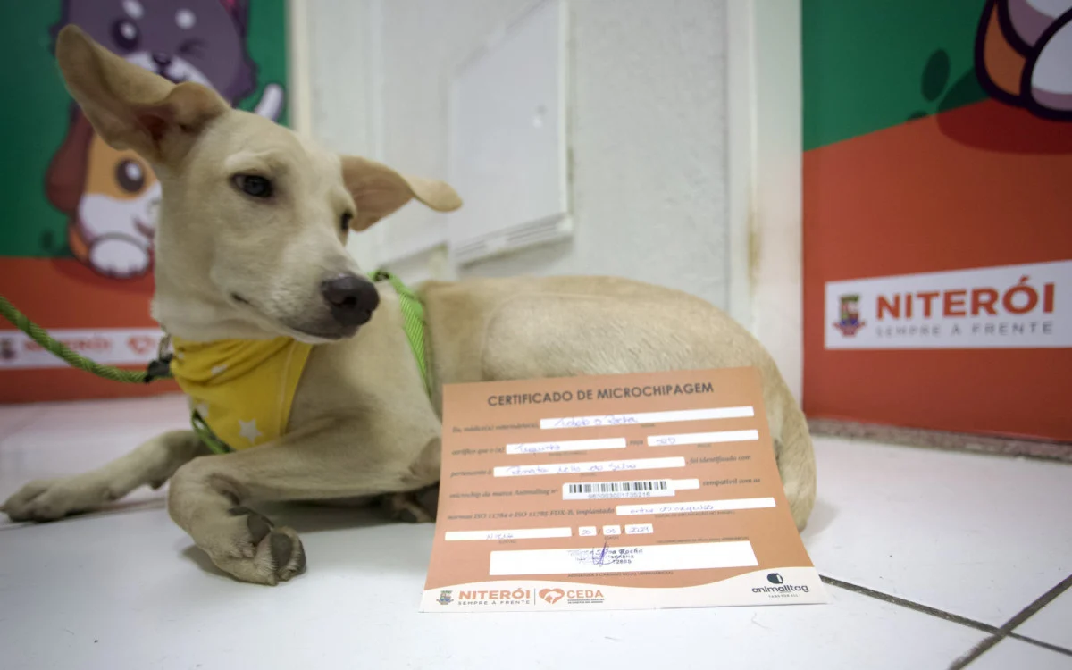 Niterói oferece serviços gratuitos para pets