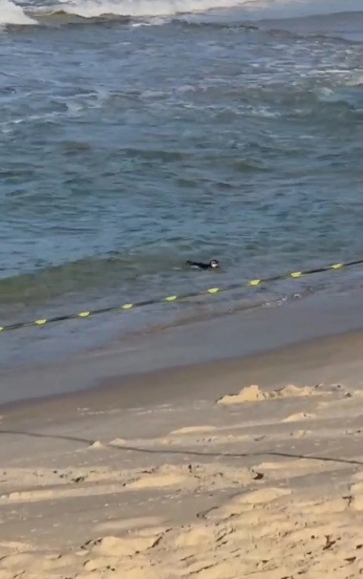 Pinguim é flagrado na praia do Arpoador - Vídeo