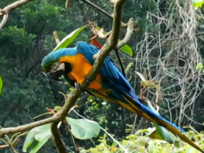 Arara-Azul é encontrada ferida em São Conrado